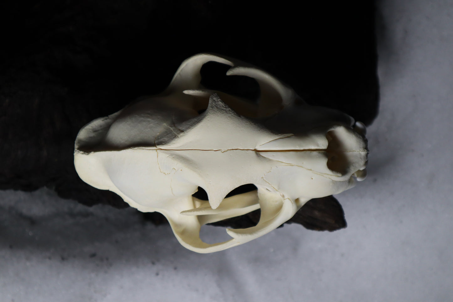 Mountain Lion Skull