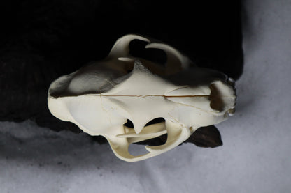 Mountain Lion Skull