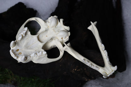 Mountain Lion Skull