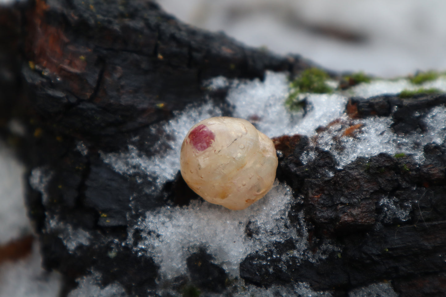 Crystal Coyote Eyeball