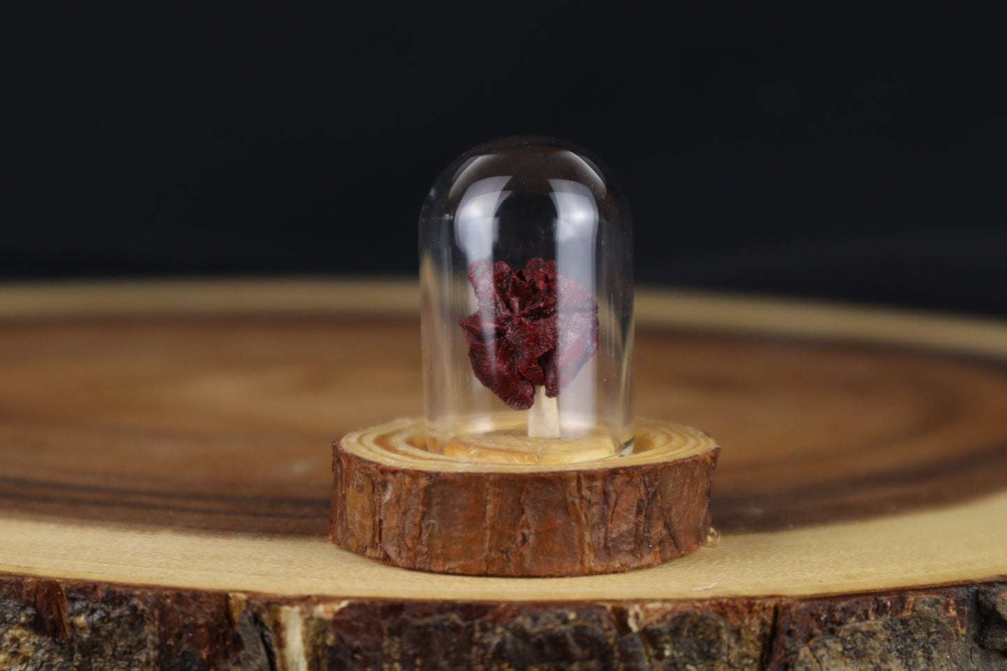Dry Preserved Stillborn Chihuahua Lungs in Glass Dome