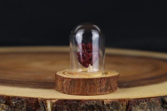 Dry Preserved Stillborn Chihuahua Lungs in Glass Dome
