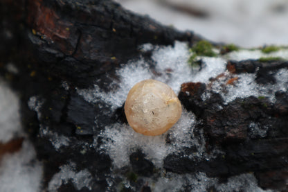 Crystal Coyote Eyeball