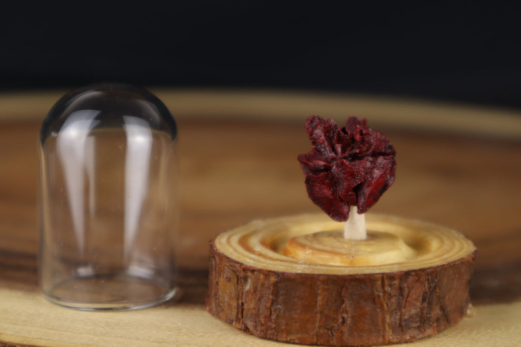 Dry Preserved Stillborn Chihuahua Lungs in Glass Dome