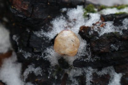 Crystal Coyote Eyeball