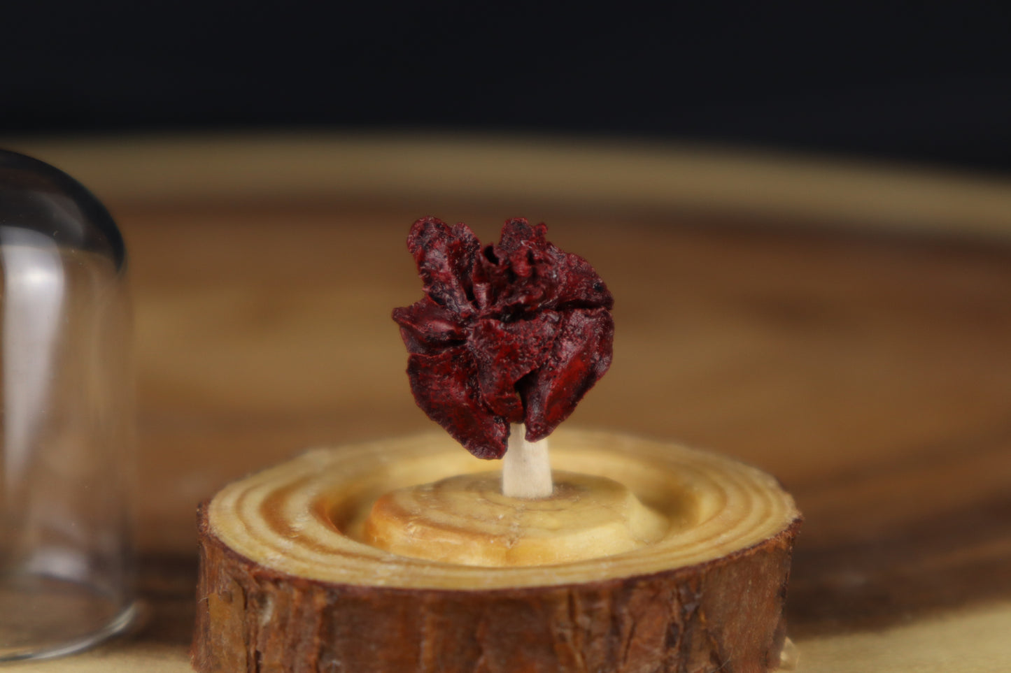 Dry Preserved Stillborn Chihuahua Lungs in Glass Dome