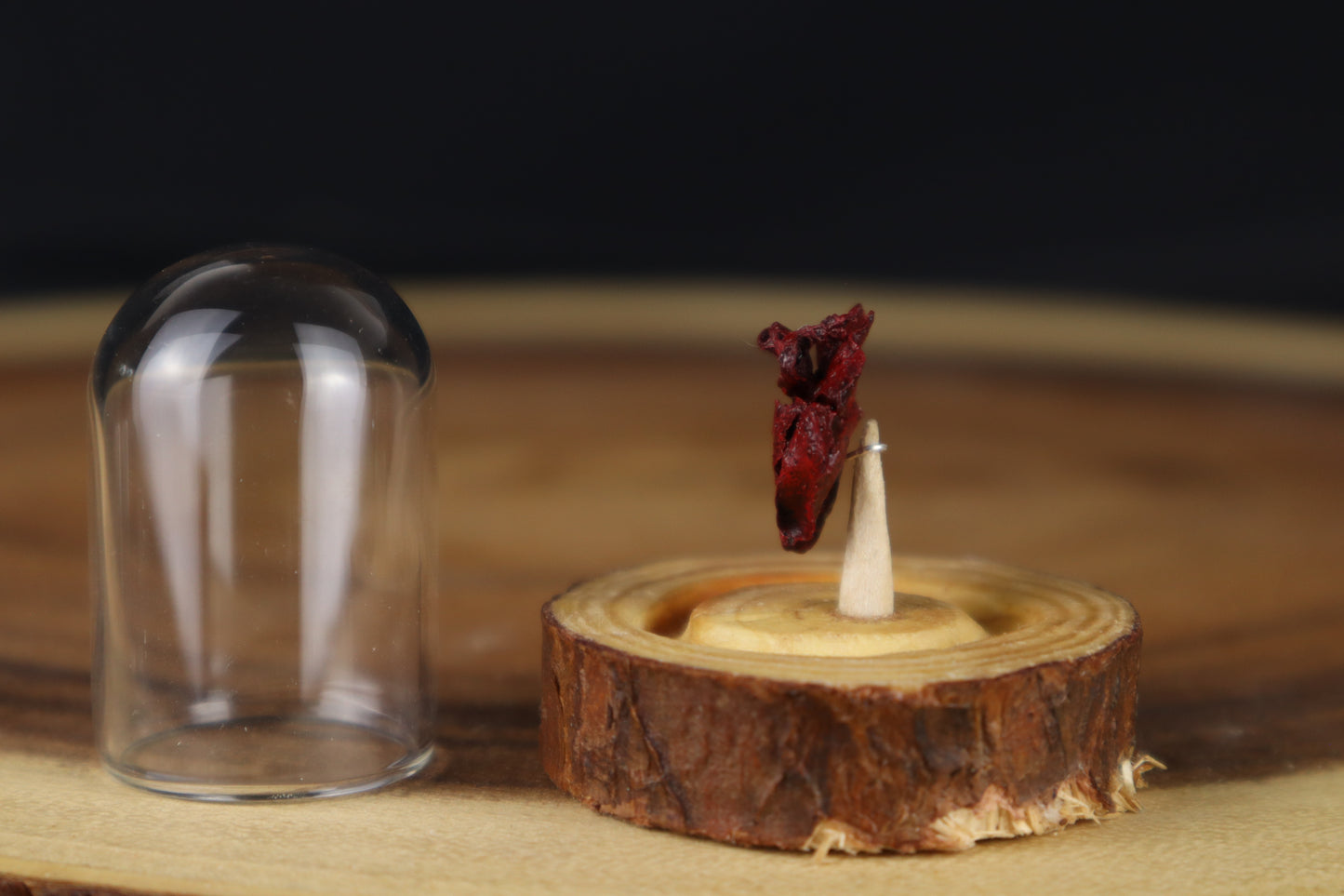 Dry Preserved Stillborn Chihuahua Lungs in Glass Dome