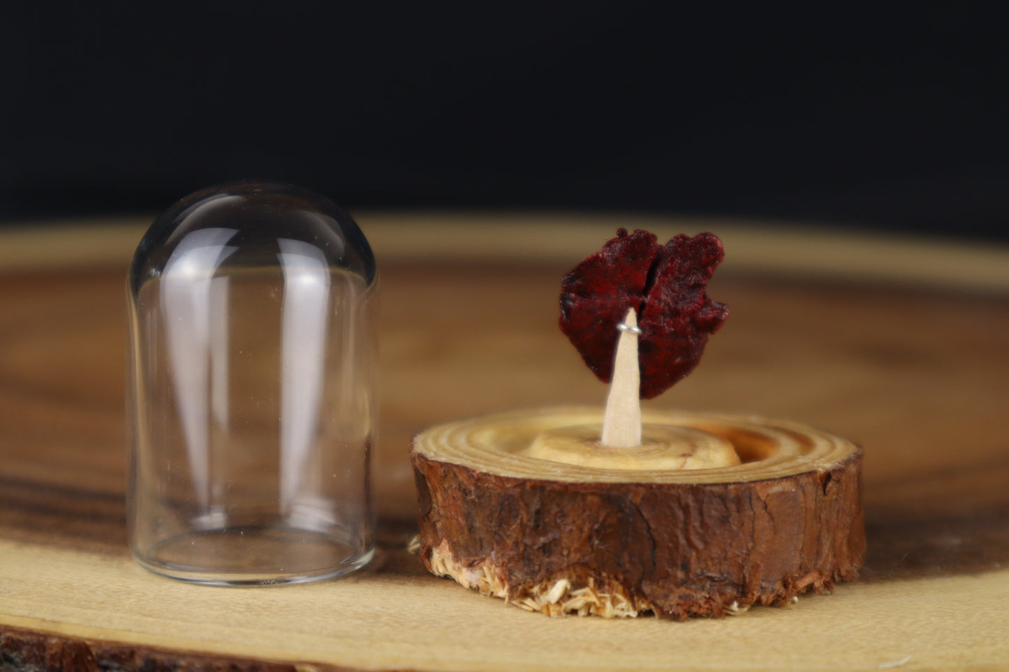 Dry Preserved Stillborn Chihuahua Lungs in Glass Dome