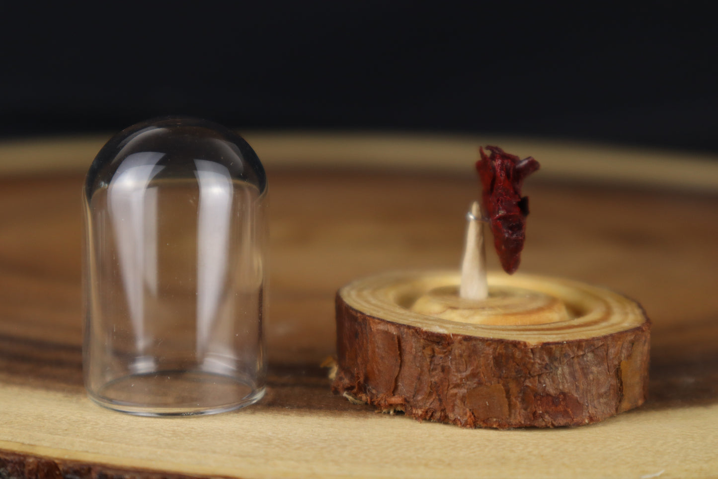 Dry Preserved Stillborn Chihuahua Lungs in Glass Dome