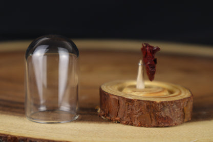 Dry Preserved Stillborn Chihuahua Lungs in Glass Dome