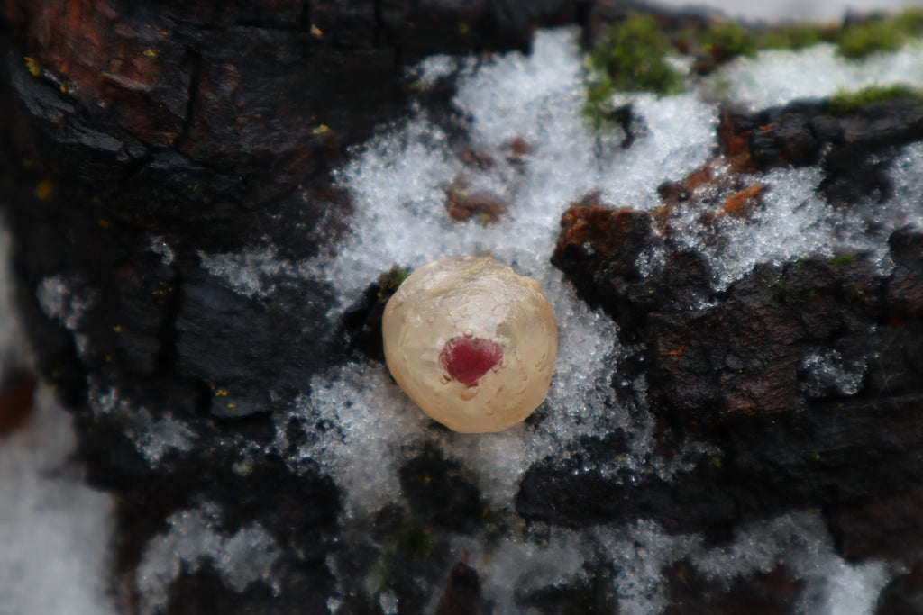 Crystal Red Fox Eyeball