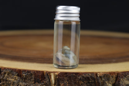 Wet Specimen Kitten Eyeball