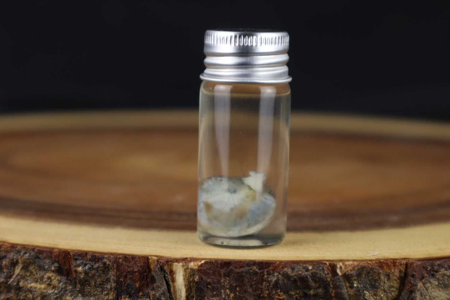 Wet Specimen Kitten Eyeball