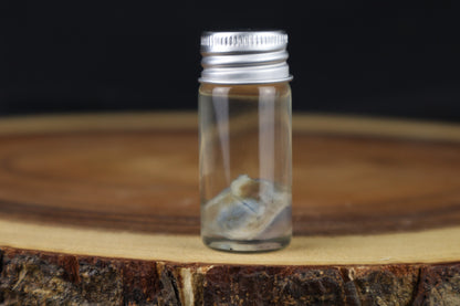 Wet Specimen Kitten Eyeball