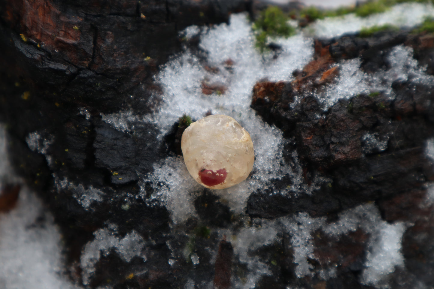 Crystal Red Fox Eyeball
