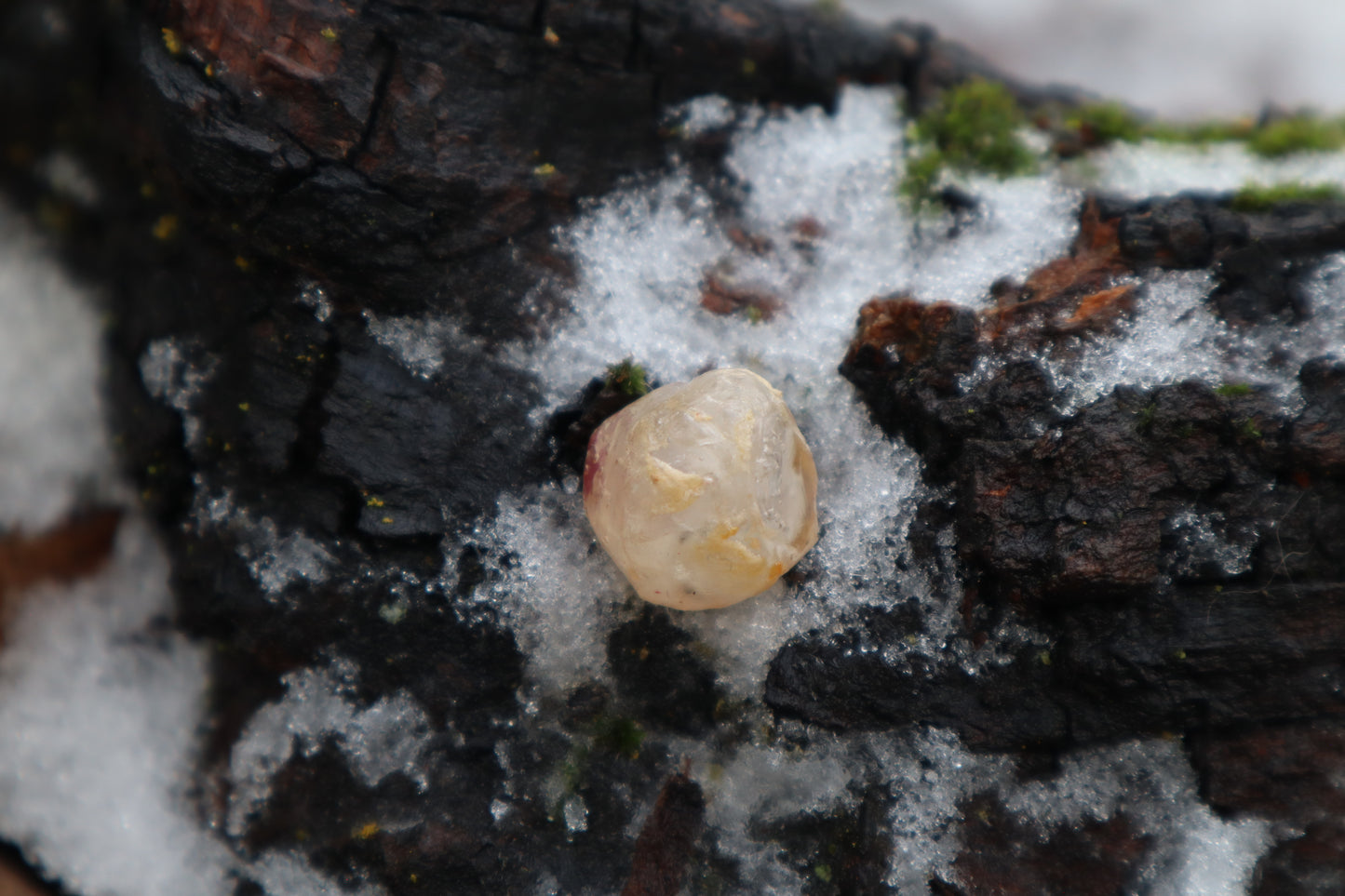 Crystal Red Fox Eyeball