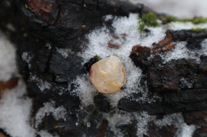 Crystal Red Fox Eyeball