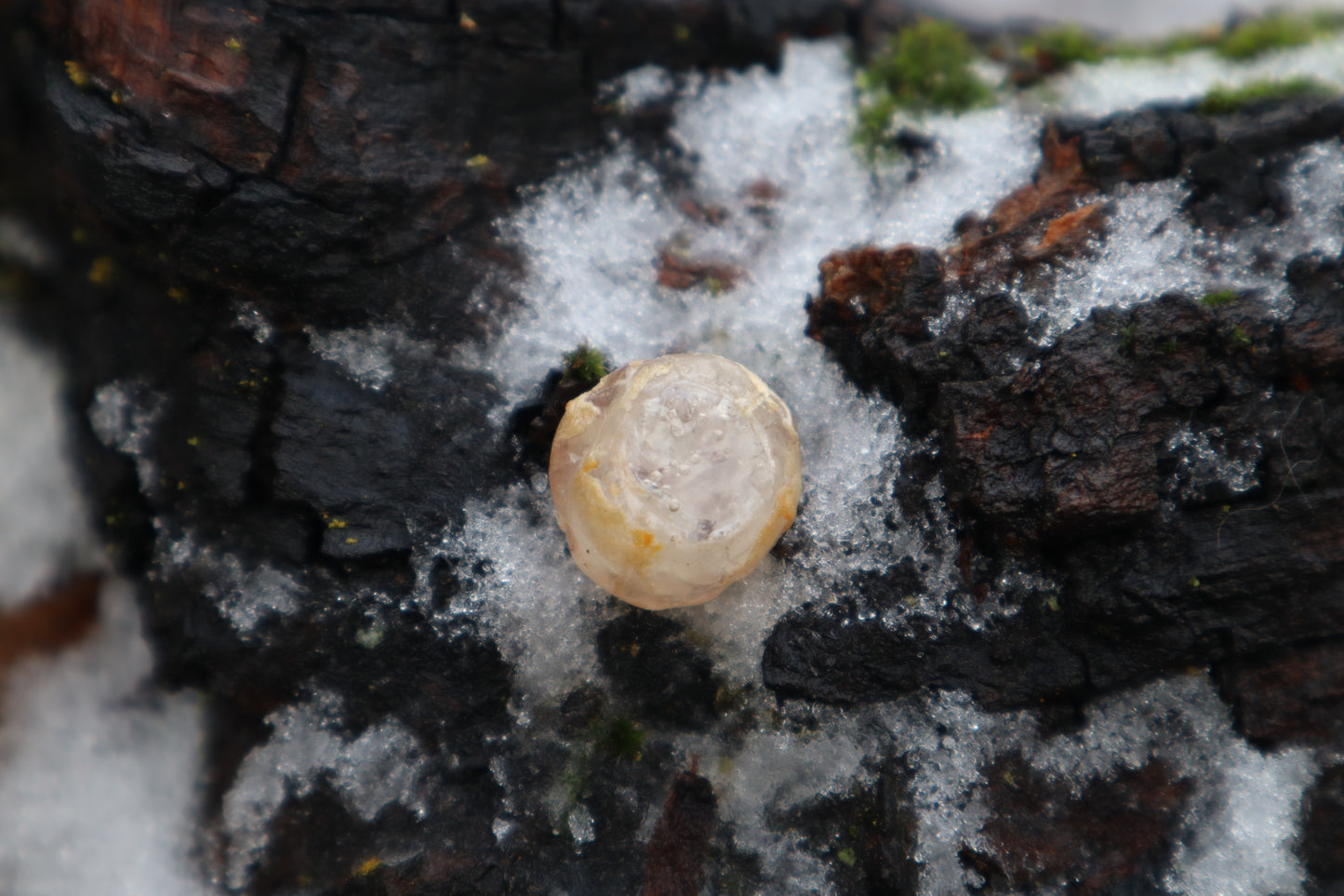 Crystal Red Fox Eyeball