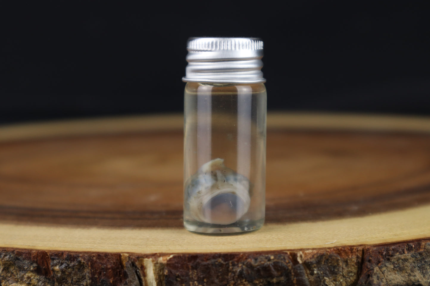 Wet Specimen Kitten Eyeball