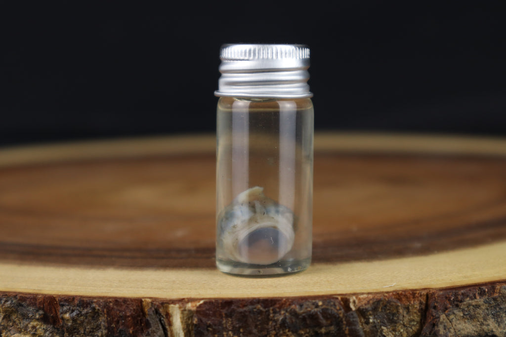 Wet Specimen Kitten Eyeball