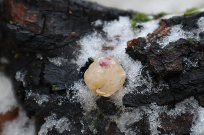 Crystal Red Fox Eyeball
