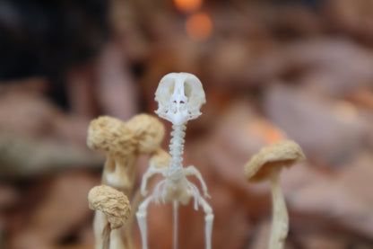 Articulated Chick Skeleton in Glass Dome