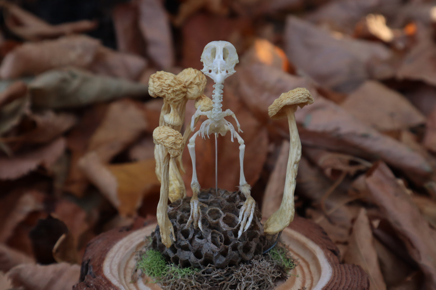 Articulated Chick Skeleton in Glass Dome