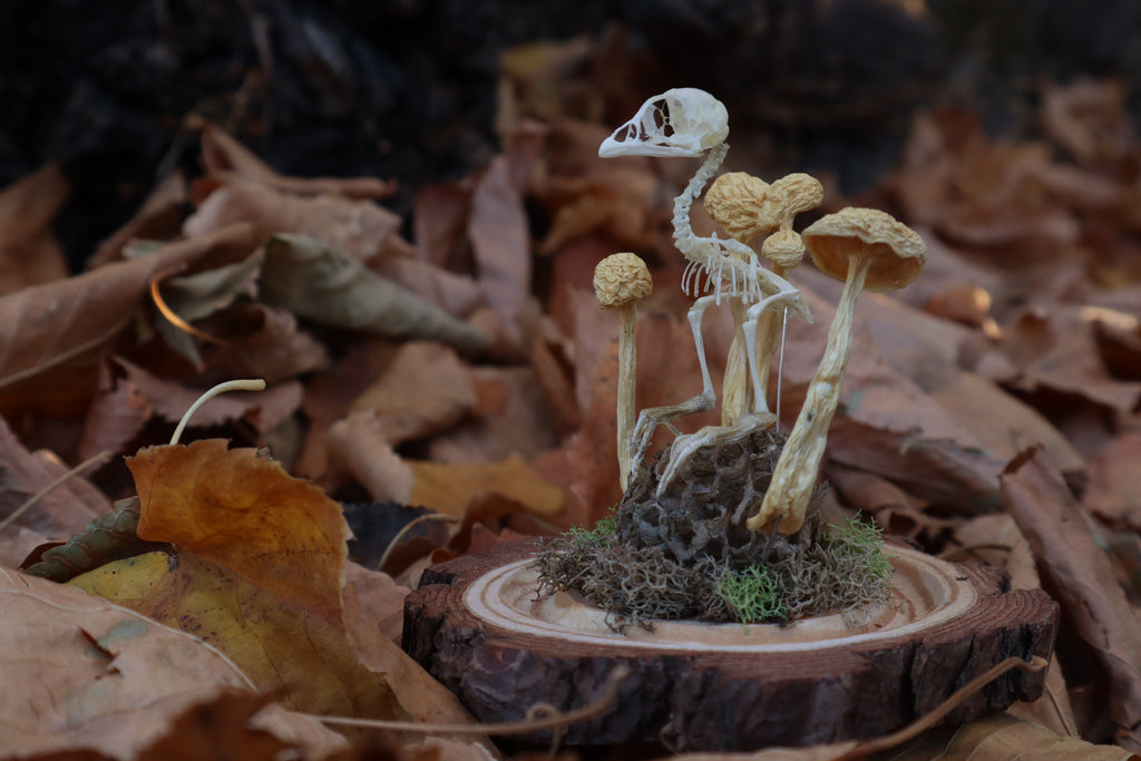 Articulated Chick Skeleton in Glass Dome