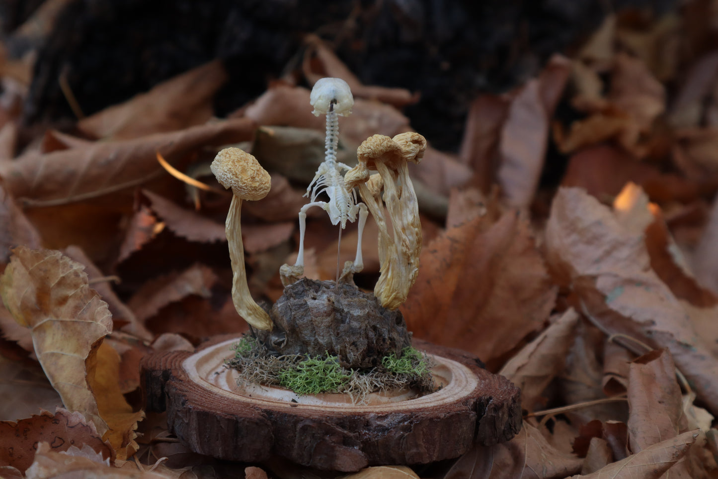 Articulated Chick Skeleton in Glass Dome