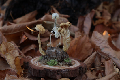 Articulated Chick Skeleton in Glass Dome