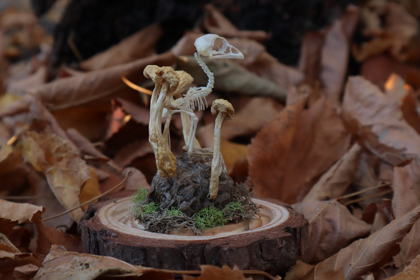 Articulated Chick Skeleton in Glass Dome