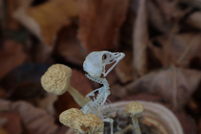 Articulated Chick Skeleton in Glass Dome