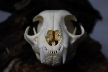Bobcat Skull