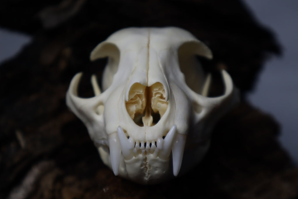 Bobcat Skull