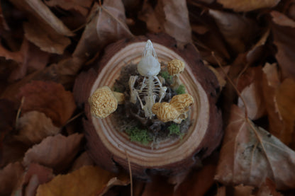 Articulated Chick Skeleton in Glass Dome