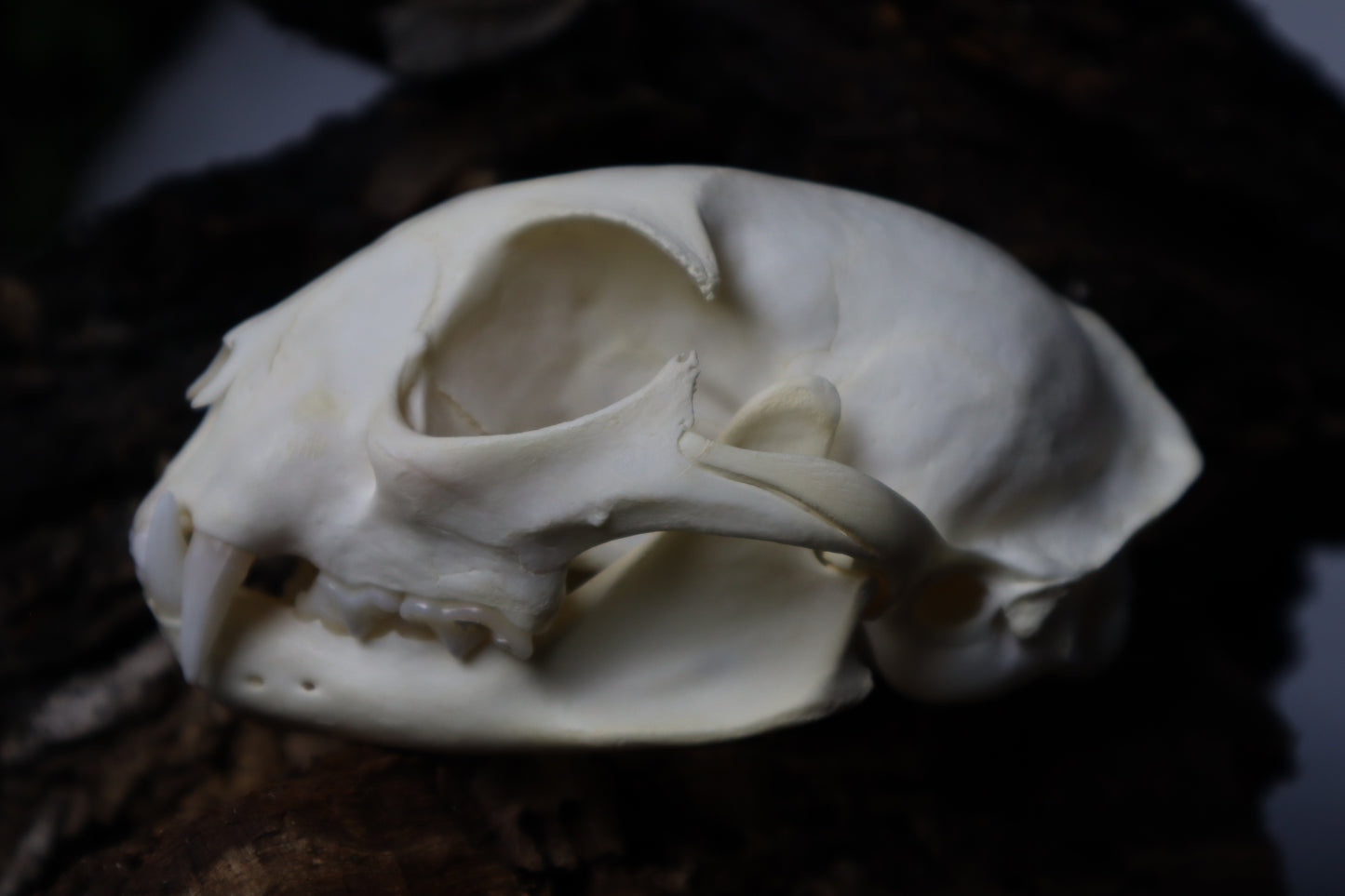 Bobcat Skull