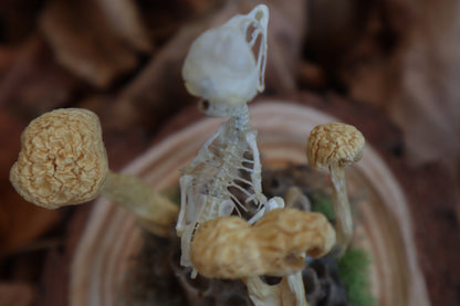 Articulated Chick Skeleton in Glass Dome