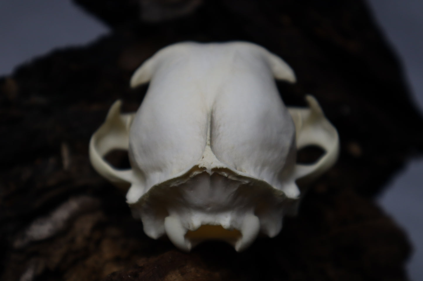 Bobcat Skull