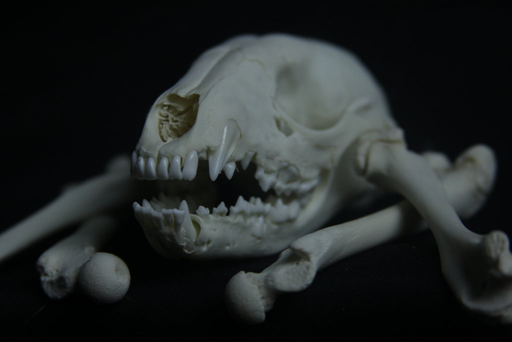 Disarticulated Juvenile Raccoon Skeleton