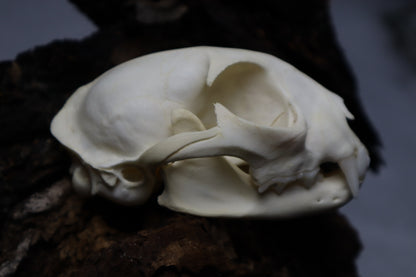 Bobcat Skull