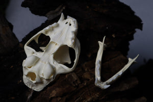 Bobcat Skull