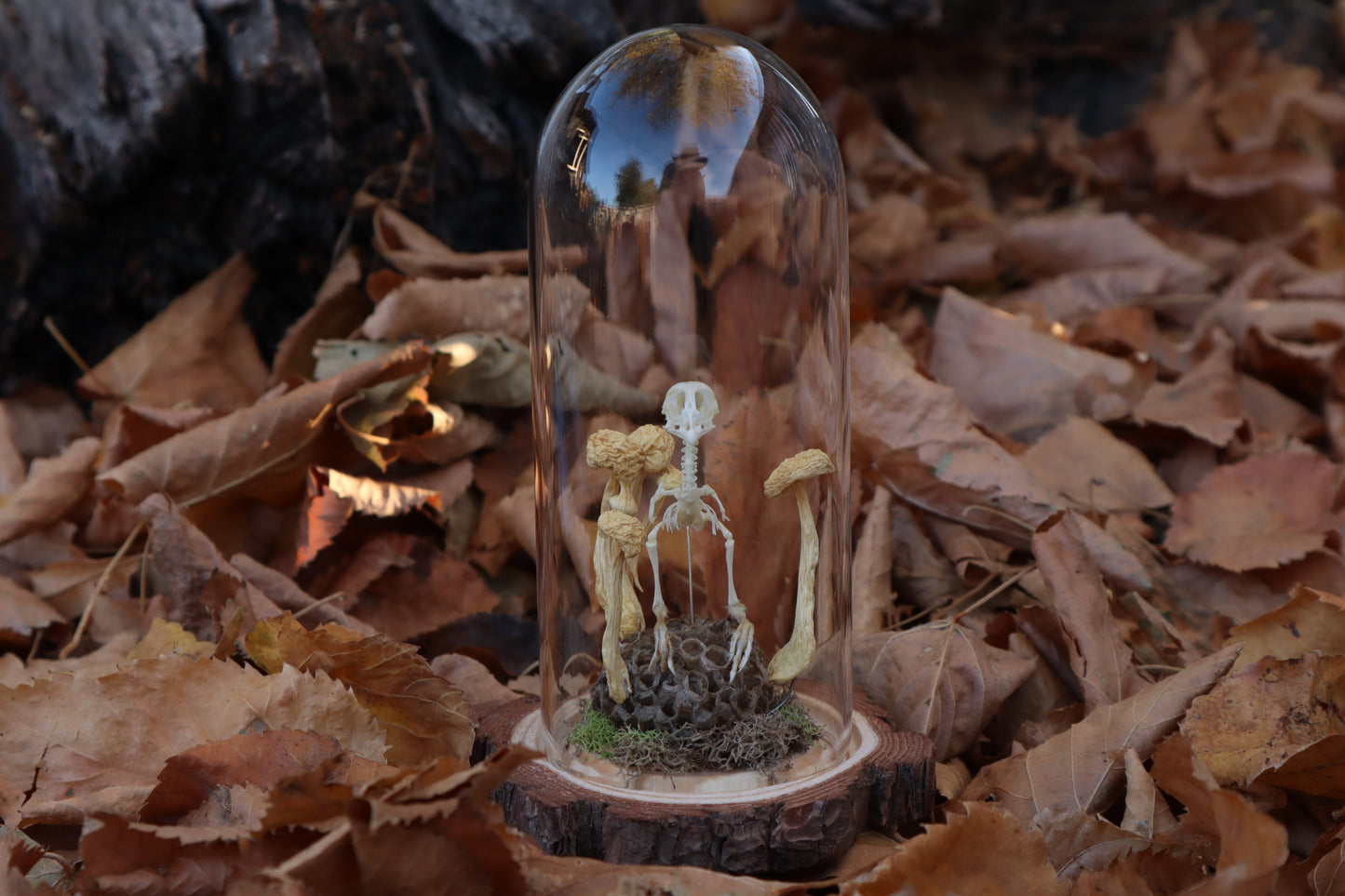 Articulated Chick Skeleton in Glass Dome