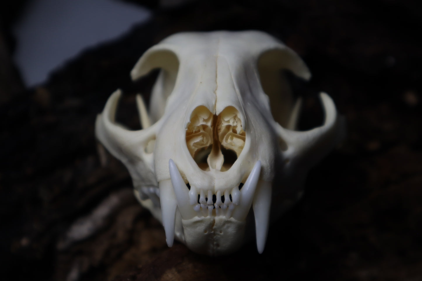 Bobcat Skull