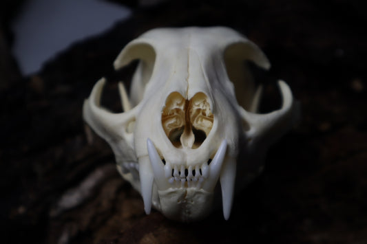 Bobcat Skull