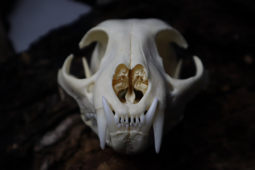 Bobcat Skull