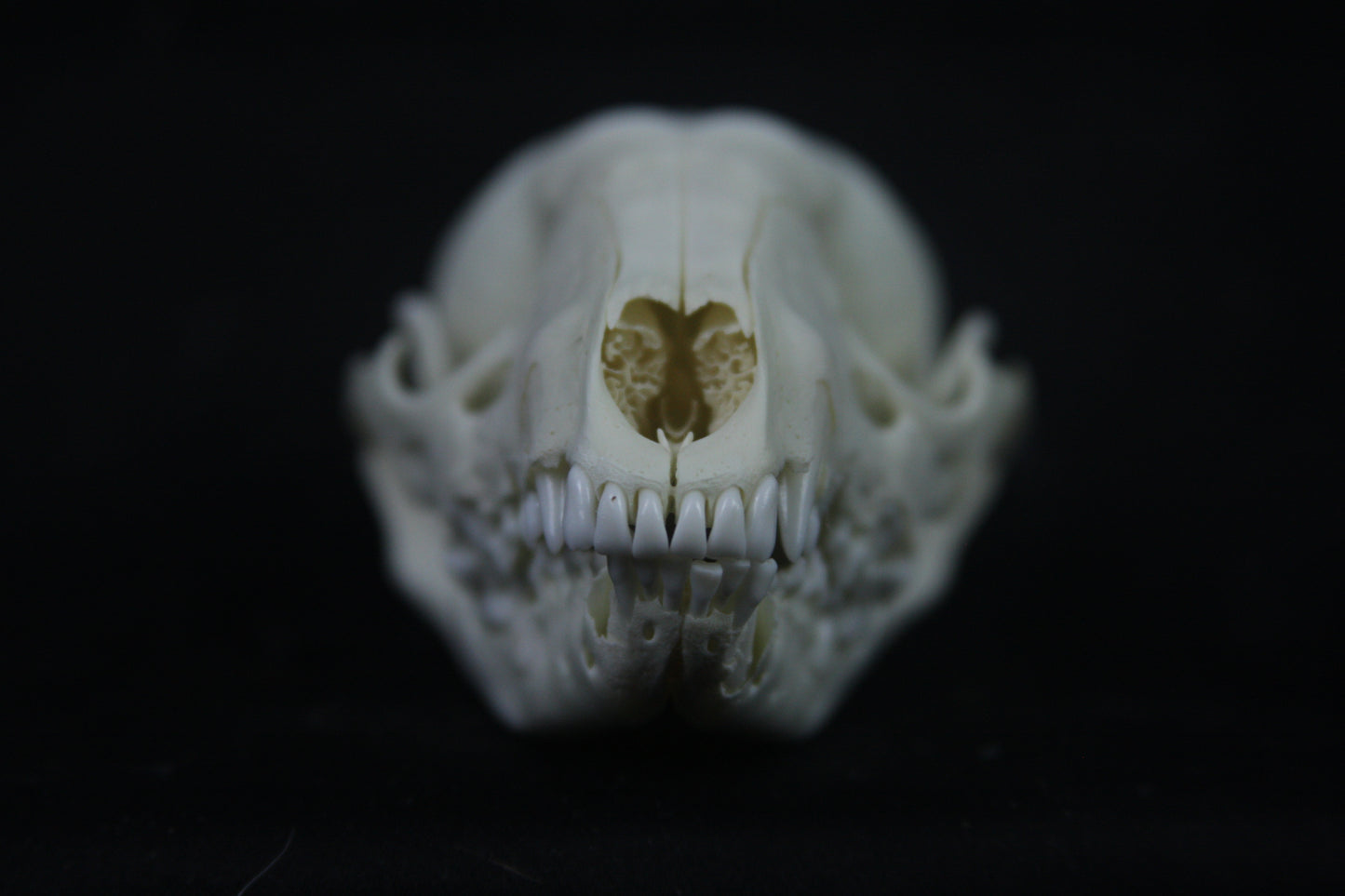 Disarticulated Juvenile Raccoon Skeleton