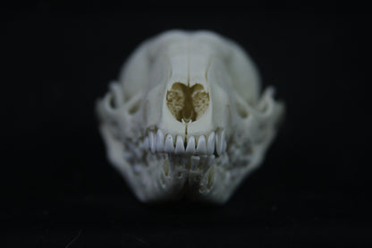 Disarticulated Juvenile Raccoon Skeleton