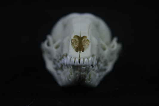 Disarticulated Juvenile Raccoon Skeleton