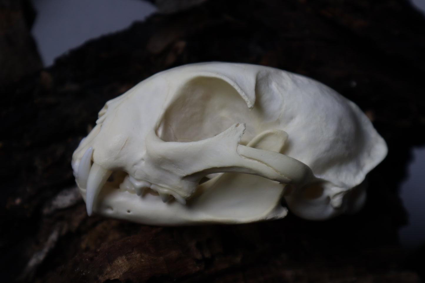 Bobcat Skull
