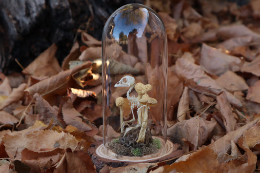 Articulated Chick Skeleton in Glass Dome